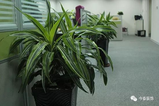 羨慕“別人家的”公司？這種逼格你的公司也有(圖2)