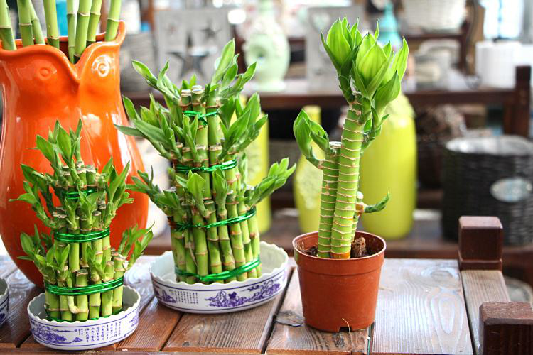 辦公室前臺放什么植物比較好，綠植擺放有哪些(圖1)