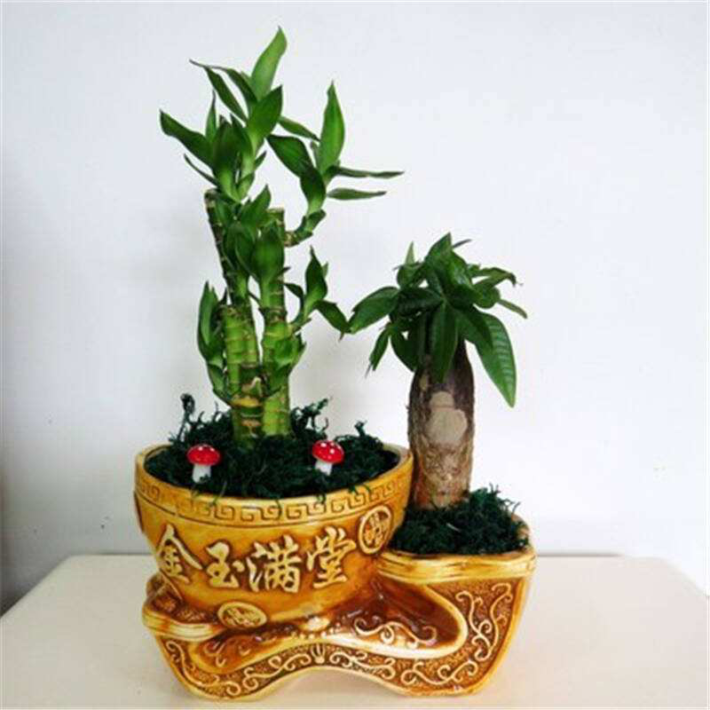 辦公室前臺放什么植物比較好，綠植擺放有哪些(圖2)